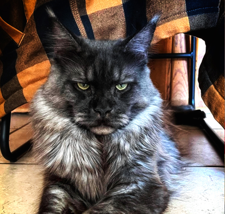 Dynasty King Maine Coon