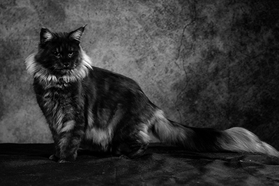 Dynasty Maine Coons Cats Kittens