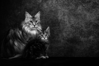 Dynasty Maine Coons Cats Kittens