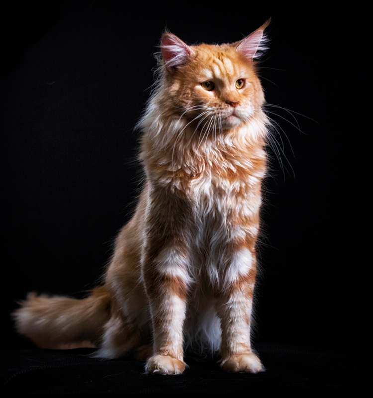 Dynasty Maine Coons Mufasa