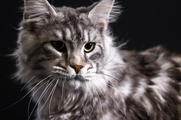 Maine Coon Breeds